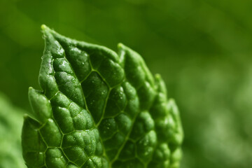 Fresh green mint, closeup view