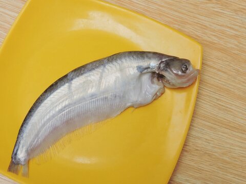 Pabda fish is a freshwater fish species. It is very tasty and has high nutrition value. So it has a great demand and high value in the market. Scientific name - Ompok pabda.