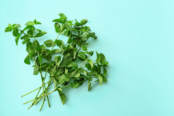 Fresh green mint on color background