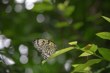 多摩動物公園　蝶