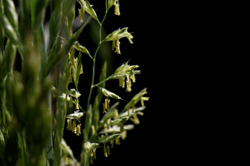 Festuca pratensis. Flowering grass with seeds on a black background. Closeup. Selective focus