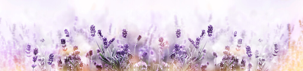 Lavender in flower field wide panoramic view - obrazy, fototapety, plakaty