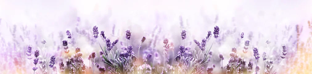 Fototapeten Lavendel im Blumenfeld weitem Panoramablick © Soho A studio