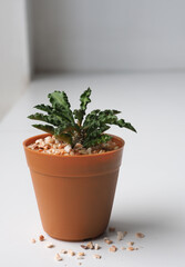 Little tree in the white room