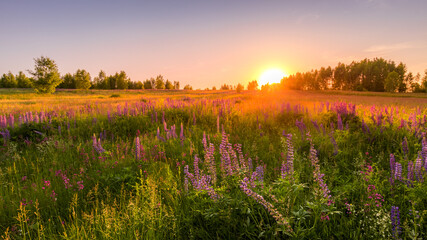 Sunset Dawn Field With Purple