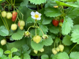 Strawberries farm, fruit rows close up in a sunny day. Pick your own farm, vibrant greens and reds color