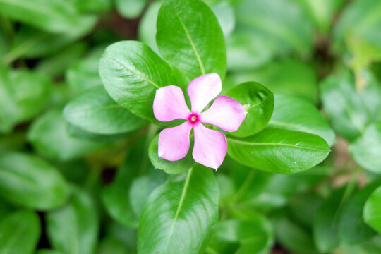 pink clover flower