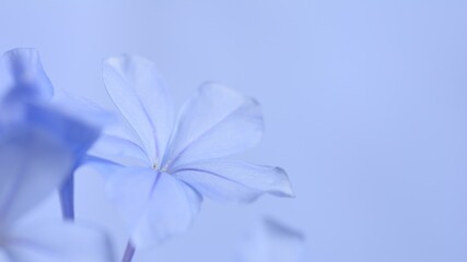 Cape leadwort or white plumbago flowers with natural blurred background.