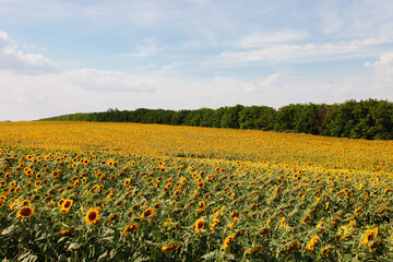 field of orange sunflowers