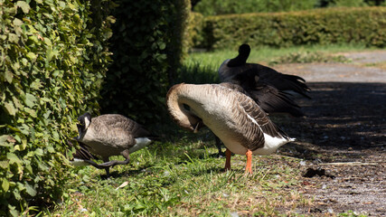 Pair of geese | RUB&Eacute;COURT-ET-LAM&Eacute;COURT &bull; Ardennes department &bull; in the Grand Est region of France