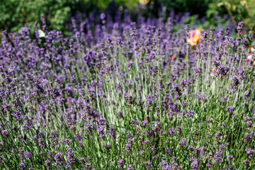 Obraz premium Blooming lavender in the garden