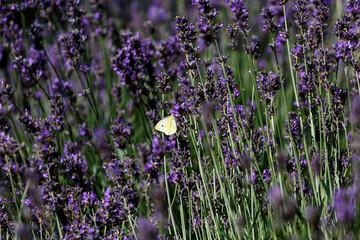 Obraz premium Butterfly on blooming lavender in the garden