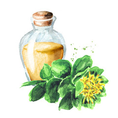 Herbal extract in the bottle with Rhodiola rosea or golden root plant. Hand drawn watercolor illustration, isolated on white background