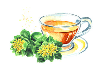 Herbal tea in a glass cup with Rhodiola rosea or golden root plant. Hand drawn watercolor illustration isolated on white background