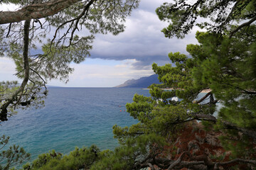 Fototapeta na wymiar View of the Adriatic sea through the pine trees in Brela, Croatia