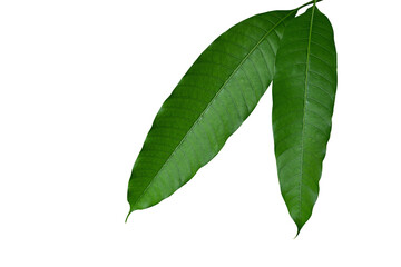 Close-up of fresh mango leaves tropical fruit tree isolated on white background with clipping path. Mango leaves are medicinal plant rich in antioxidants such as anthocyanidins.