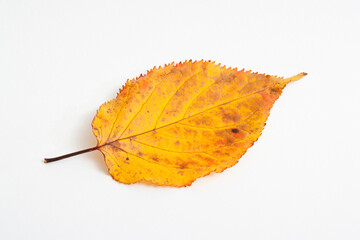 autumn maple leaf isolated on white background
