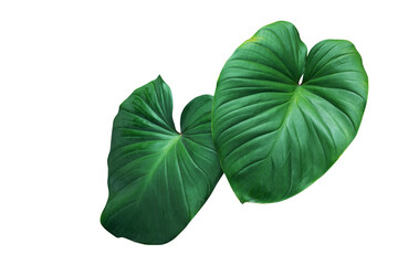 Heart shaped green leaves of Homalomena plant (Homalomena Rubescens) the tropical foliage houseplant isolated on white background, clipping path included. © Chansom Pantip