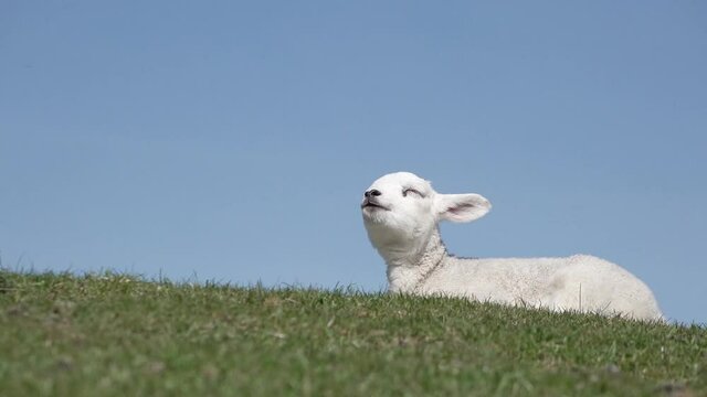 Cute white  lamb lying on meadow in springtime in front of blue sky and chewing