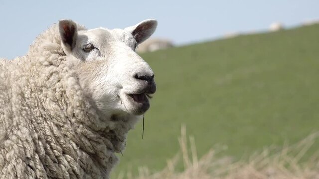 adult white sheep head in the nature