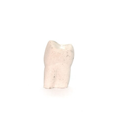 Plaster model of a maxillary first premolar tooth
