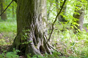 Magical Tree Spirit Dryad In The Czech Forest Veltrubsky Luh