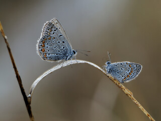Polyommatus icarus small blue butterfly in the early morning in dew