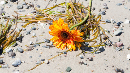 Sunflower washed ashore a sand beach