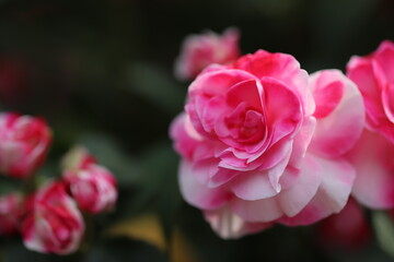 ピンクと白のマーブル模様のバラの花
Beautiful rose flower with a mixed pattern of pink and white.