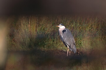 grey heron