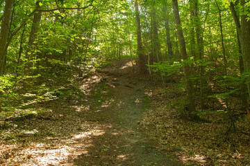 Obraz premium Road on a sunny day in the forest, a lot of yellow light, green leaves,