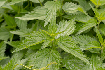 natural lighting of the frame. Wild, flower. The nettle is growing. Weed. Close-up.