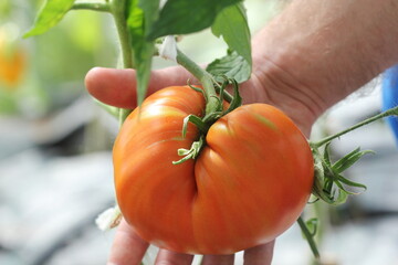 Big beef tomato in farmer hands