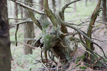 Magical Tree Spirit Dryad Medusa In The Forest Of Błędne Skały In Poland