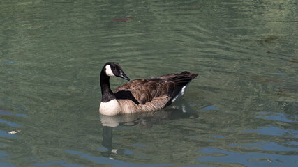 Canada goose swimming | RUBÉCOURT-ET-LAMÉCOURT • Ardennes department • in the Grand Est region of France
