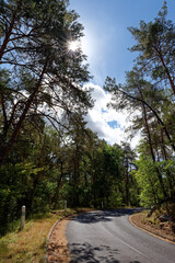 D64 country road turn in Fontainebleau forest