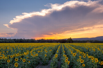 Sunflower field at the end of the day in Provence, France