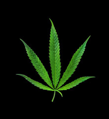 Green cannabis leaves isolated on black background with path, top view. Growing medical marijuana.