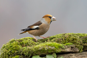 Beautiful portrait of Hawfinch (Coccothraustes coccothraustes)
