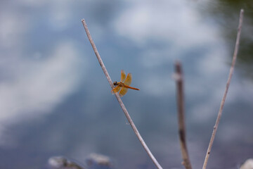 red Dragonfly on flower macro view. Dragonfly profile. Dragonfly macro view. red Dragonfly