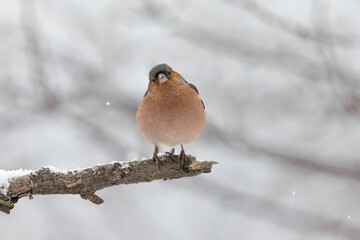 Hard winter for the Chaffinch (Fringilla coelebs)