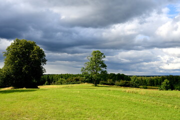 View of the top of a hill covered with grass and with two tall trees growing there next to a dense forest or moor spotted right before a strong thunderstorm with moody, puffy clouds above the horizon