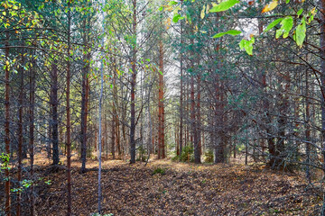 Landscape with forest and trees in it in summer or autumn day.
