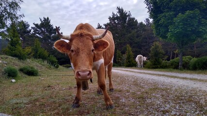 Vaca mirando a cámara