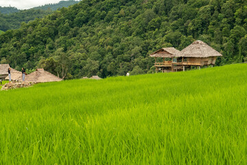 Fototapeta na wymiar Pa Bong Piang Rice Terraces, Chiang Mai, Thailand, 21 July 2020. 