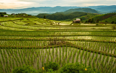 Pa Bong Piang Rice Terraces, Chiang Mai, Thailand, 21 July 2020. 