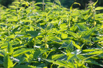 natural lighting of the frame. Wild, flower. The nettle is growing. Weed. Close-up.