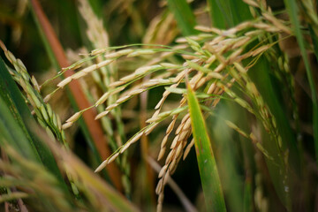 Close-up of yellow rice plants ready for harvest.