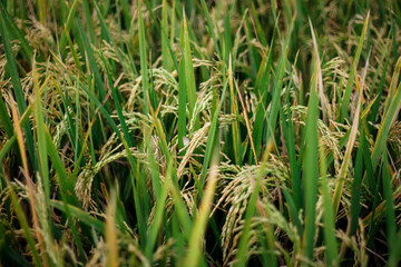 Close-up of yellow rice plants ready for harvest.