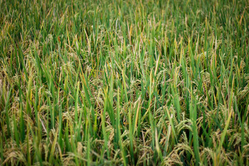 rice plant agriculture field. rice field at harvest time and panicle stage.